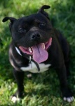 image of american_staffordshire_terrier #30
