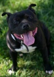 image of american_staffordshire_terrier
