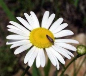 image of flower