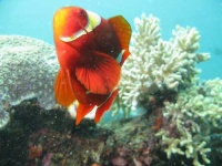 image of anemone_fish