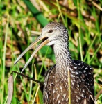 image of limpkin