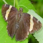 image of animal
