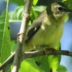 image of bird
