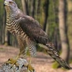 image of bird