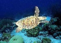 image of hawksbill