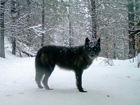 image of wolf #7