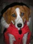 image of english_foxhound