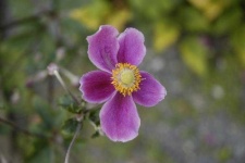 image of flower