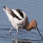 image of bird