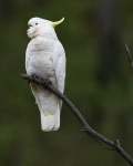 image of sulphur_crested_cockatoo
