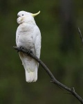 image of sulphur_crested_cockatoo #10