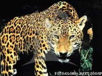 image of jaguar_car