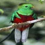 image of bird