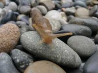 image of slug