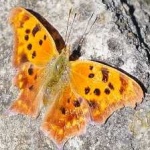 image of animal