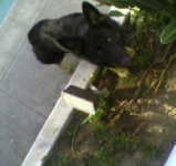 image of german_shepherd