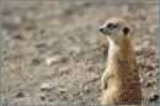 image of meerkat
