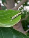 image of animal