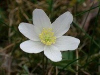 image of flower