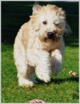 image of animal