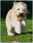 image of wheaten_terrier #32