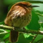 image of bird