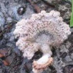 image of hen_of_the_woods