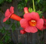 image of flower