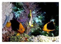 image of rock_beauty