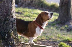 image of basset_hound #29