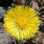 image of flower