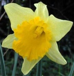 image of flower
