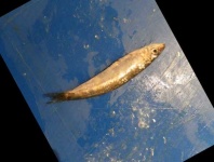 image of fish
