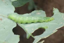 image of damage_to_cabbage_leaves