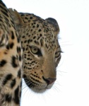 image of animal