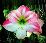 image of flower