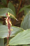 image of flower