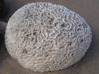 image of brain_coral