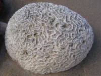 image of brain_coral #9