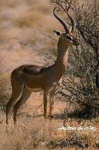 image of gerenuk
