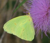 image of sulphur_butterfly #28