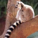 image of indri