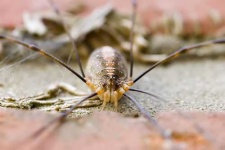 image of harvestman