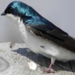 image of bird