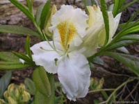 image of azalea #17