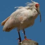 image of asian_crested_ibis #16