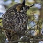 image of bird