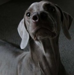 image of weimaraner #3