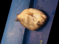 image of fish