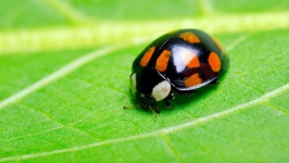 image of ladybugs #54